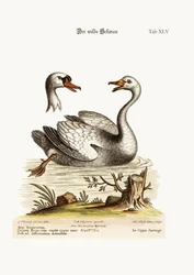 Le cygne sauvage, 1749-73